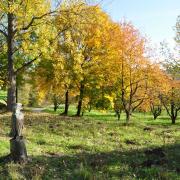 L'aigle veille sur l'arboretum son domaine