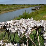 ...l'élevage des huitres a remplacé la culture du sel