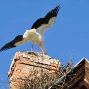 La cigogne oiseau emblématique de l'Alsace