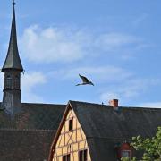 Colmar, la cigogne vole vers l'église des Dominicains
