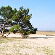 La dune du Betey. A mon avis ce site devrait être protégé