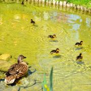 La famille de canards Colvert a investi le jardin japonais