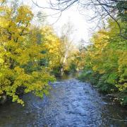 La grande Fecht, refuge des truites, longe le parc docteur Albert Schweitzer