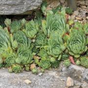 La Joubarbe des toits (Sempervivum tectorum)