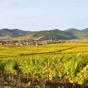 La plaine d'Alsace, son vignoble et le piémont des Vosges