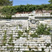 La végétation à 