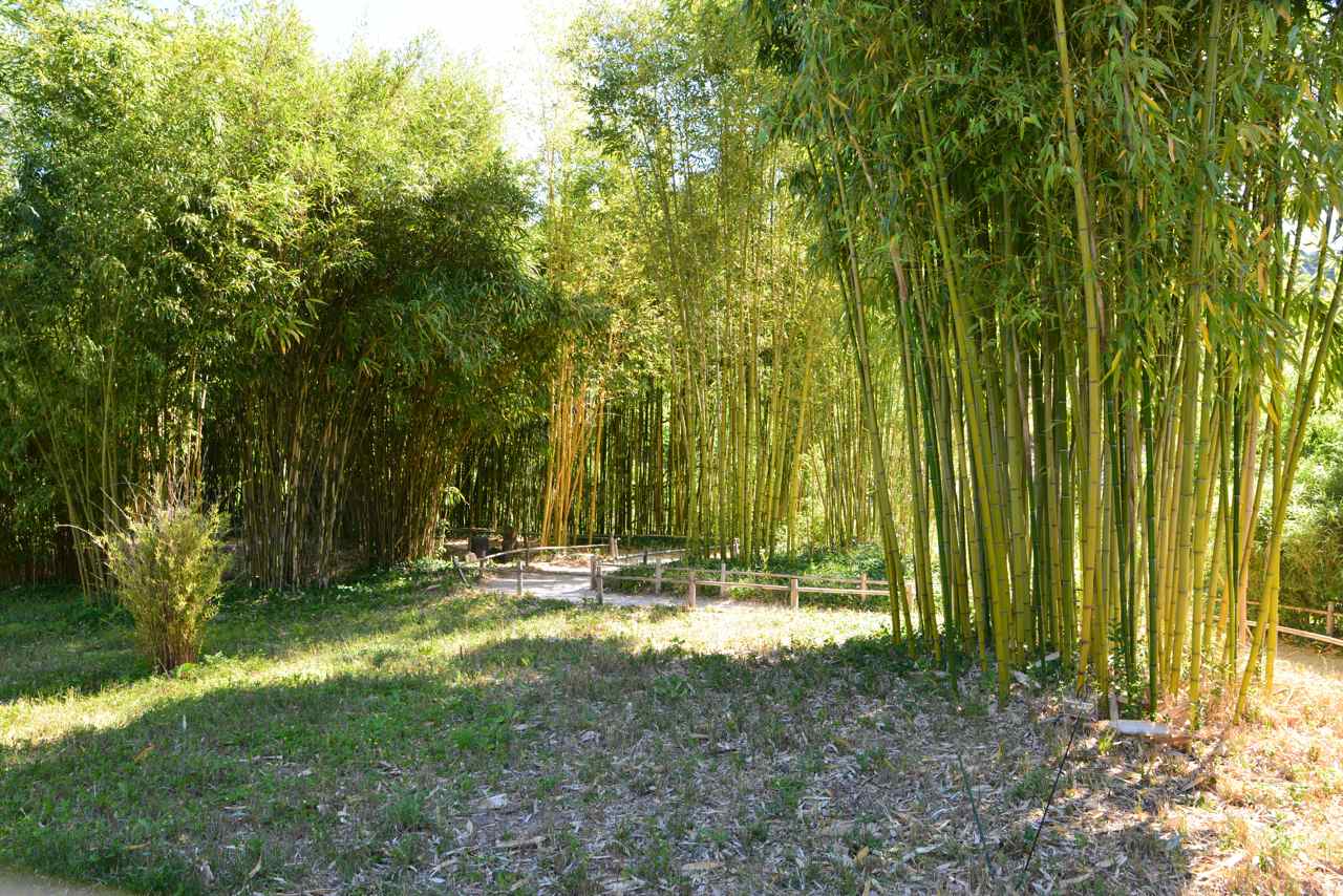 Le bambou, une graminée, est utilisé comme matériau de construction...