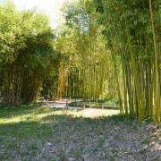 Le bambou, une graminée, est utilisé comme matériau de construction...