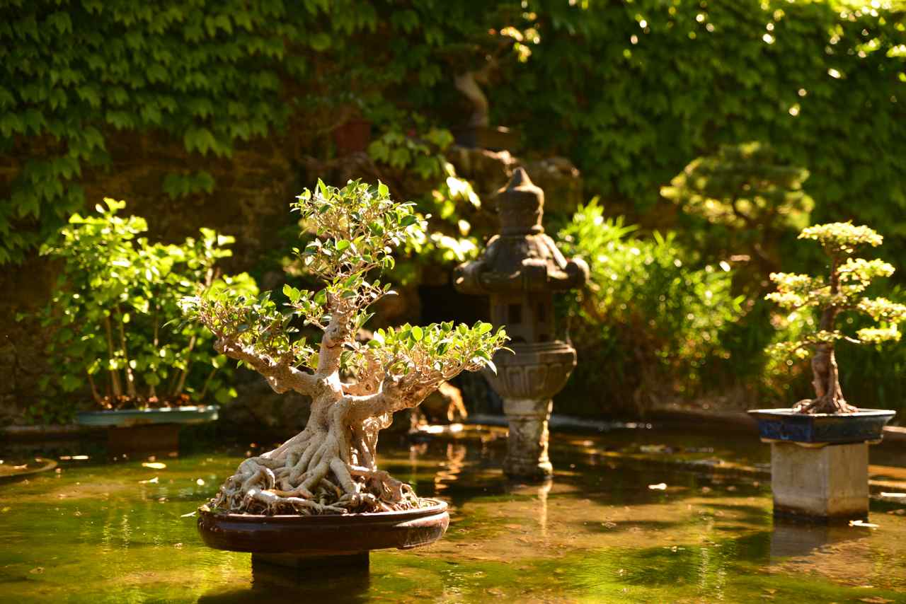 Le bonsaï fait partie de la culture traditionelle de Chine et du Japon
