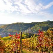 Le château du Wineck domine le village de Katzentahl