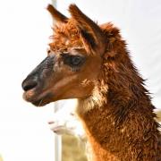 Le lama est le plus grand des petits camélidés. Sa taille au garrot dépasse 100 cm