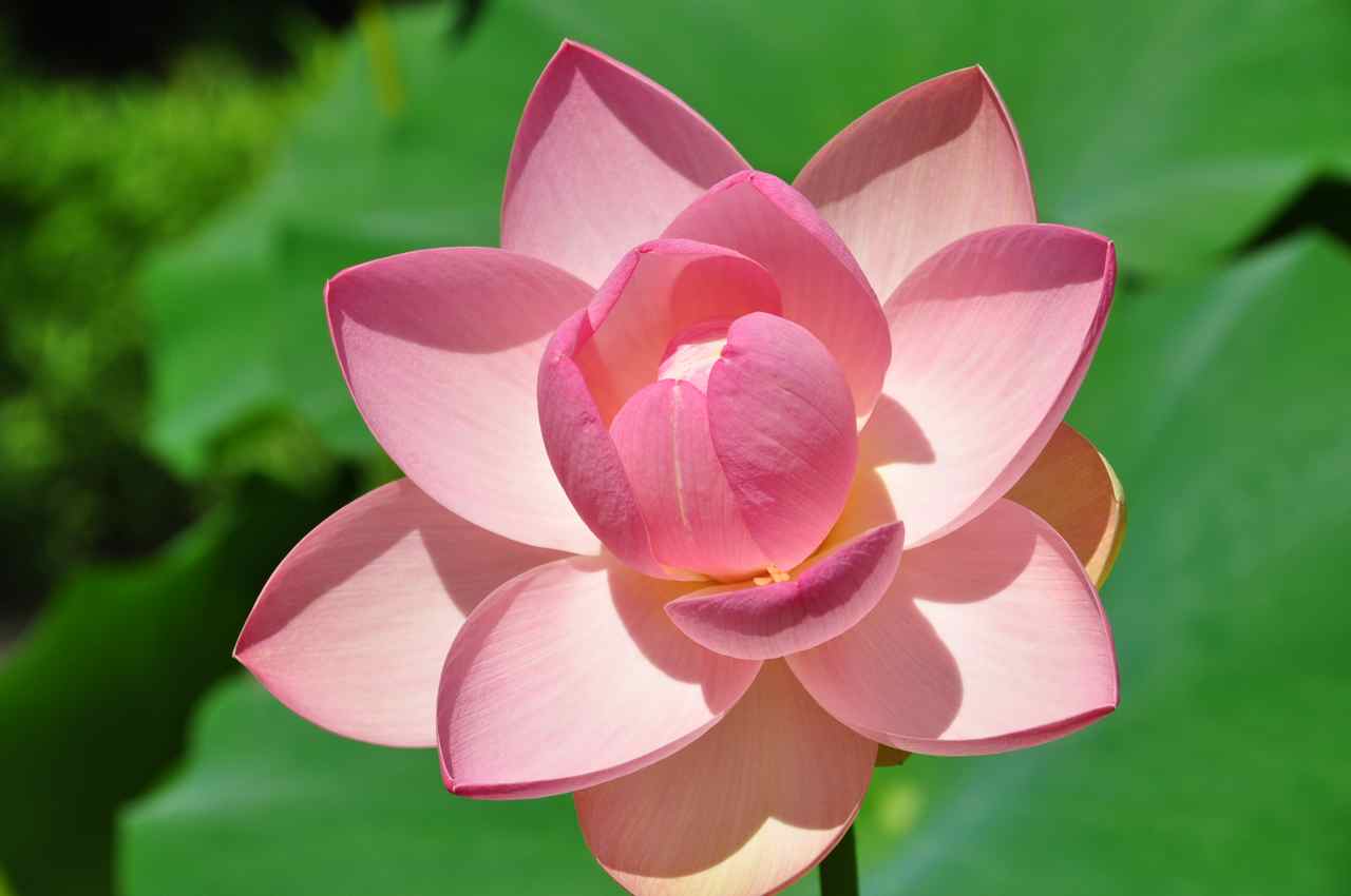 Le lotus symbolise la pureté