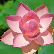 Le lotus symbolise la pureté