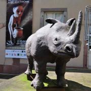 Le rhinocéros du musée d'histoire naturelle