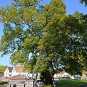 Le tilleul millénaire du Herrengarten date de 1300