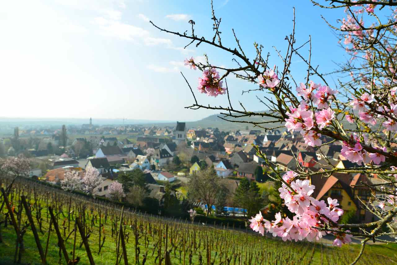 Le village, au fond la plaine d'Alsace