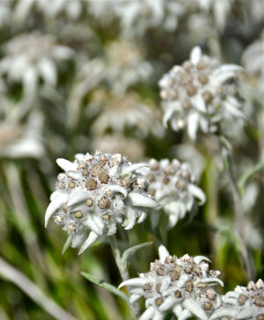 Leontopodium stracheyi (« edelweiss de l'Himalaya »)