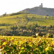 Les châteaux du Ramstein et de l'Ortenbourg vus depuis la route des vins