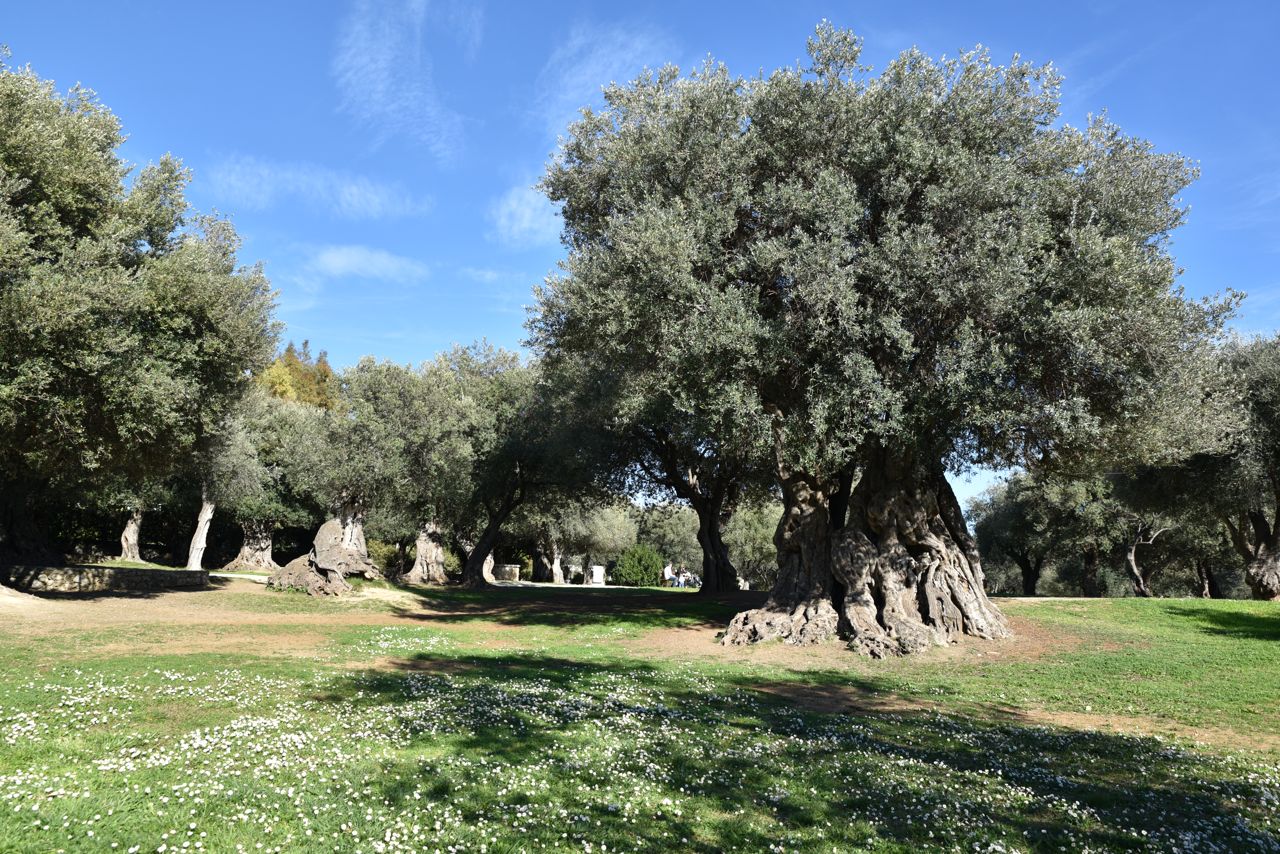 Les oliviers plantés sont d’une variété typique de Roquebrune-Cap-Martin...