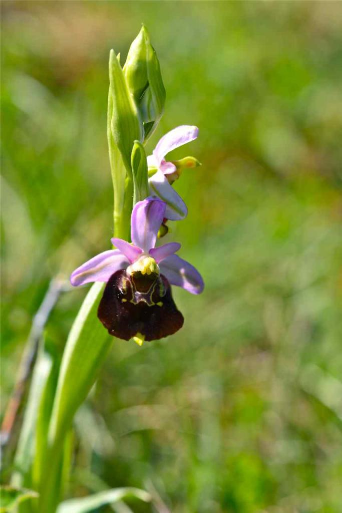 Les orchidées ont 3 sépales extérieurs, 2 pétales intérieurs et un labelle