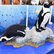 Les pingouins africains 26812 briques 2 constructeurs 290 h de travail poids 136 kg