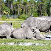 Les rhinos ont leur caractère et une force incroyable...