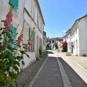 Les roses tremières égayent les rues médiévales...