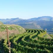 Les vignes, bien exposées au soleil, serpentent le long des collines