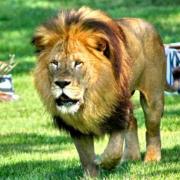 Lion africain : Poids de 150 à 250kg. Ils ne sont pas en liberté dans le parc