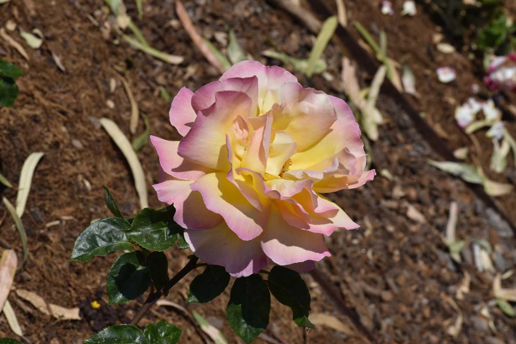 Rose Madame Meilland Hall of Fame 1976
