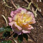 Rose Madame Meilland Hall of Fame 1976