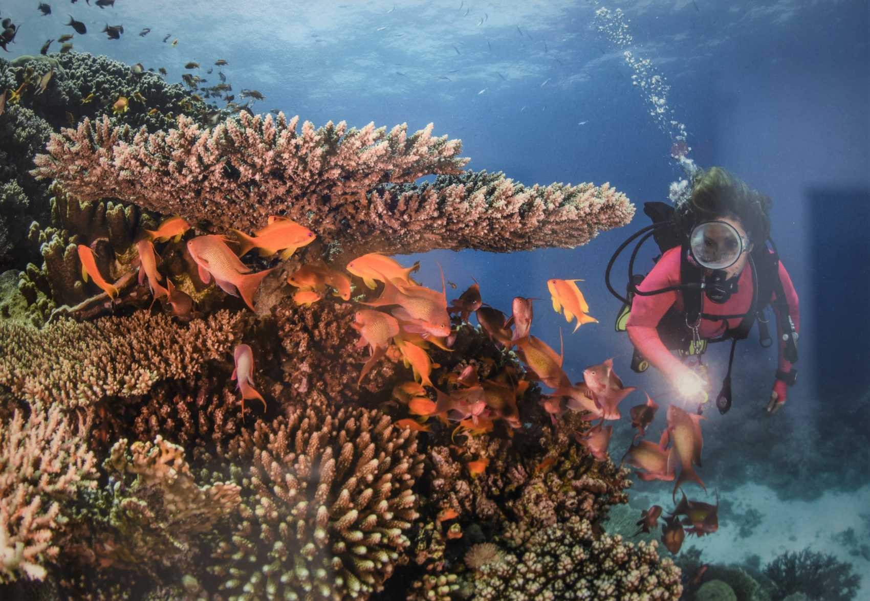 Mer rouge Détroit de Tiran table de corail