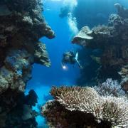 Mer rouge Grottes de corail près de Chab Claudio