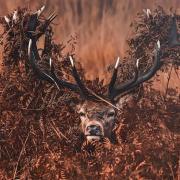 Cerf roi du camouflage; grande Bretagne-Mitchell Lewis