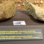 Moulage de molaires de mammouths méridional et antique