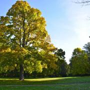 Cet arbre est aussi vivant que les animaux. Il a une âme, un esprit