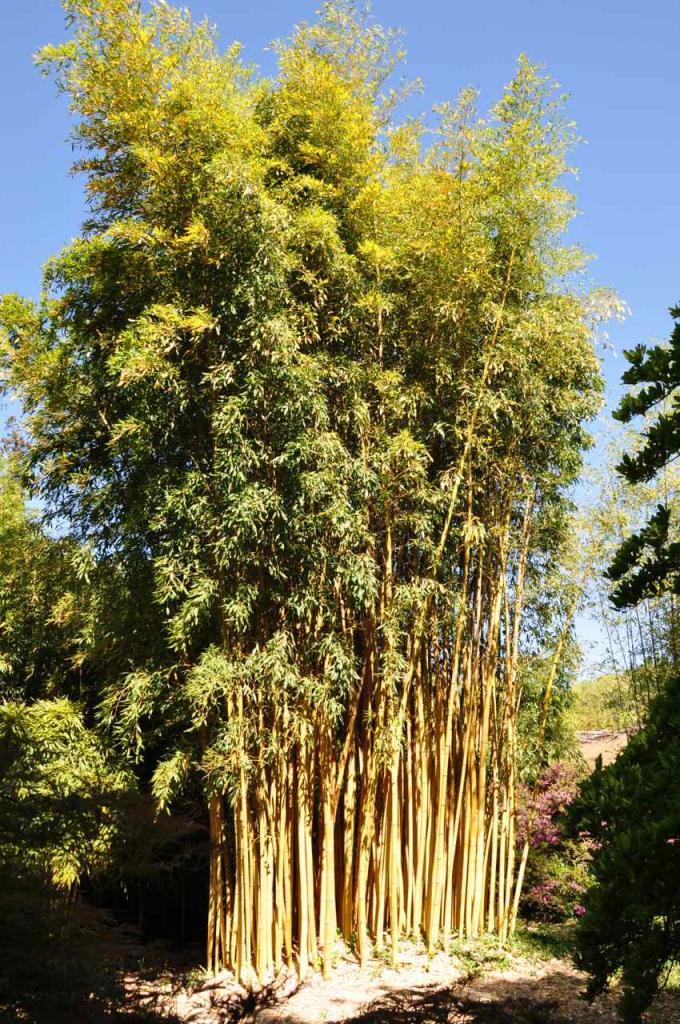 On dénombre plus de 12 000 utilisations du bambou