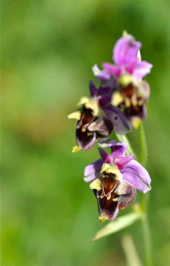 On trouve de plus en plus d'orchidées hybrides...