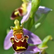 Orchis bourdon abeille