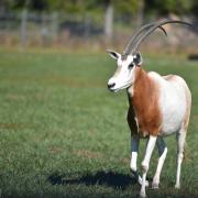 Oryx algazelle, l'espèce s'est  éteinte, sa survie repose sur celles des parcs