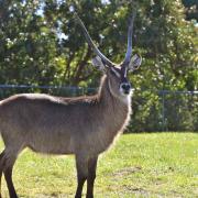 Oryx gazelle Poids du mâle 220 à 300kg