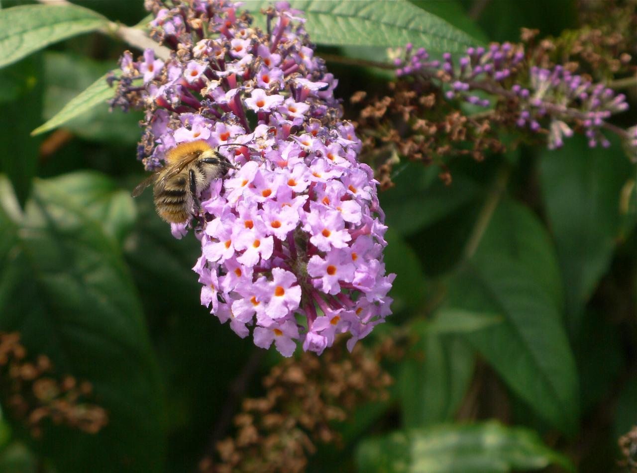 P1050062