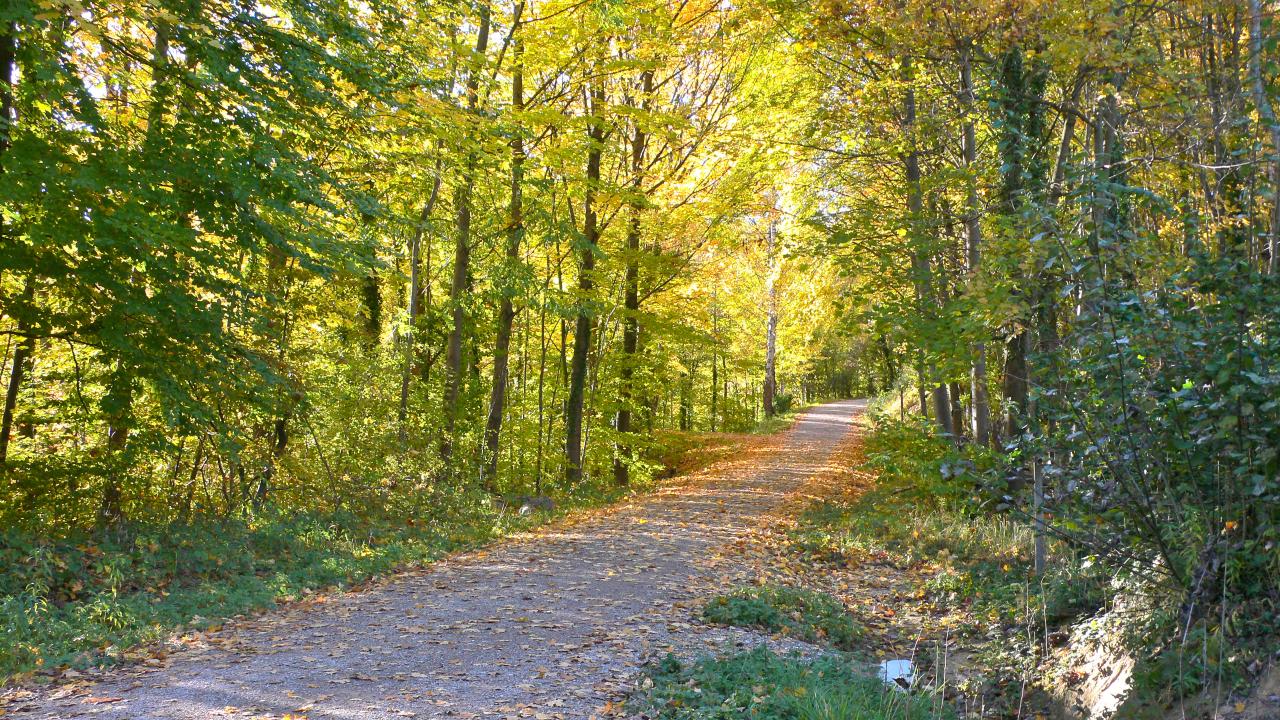 D'agréables chemins sillonnent l'arboretum