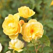 Roses Nicolas Hulot