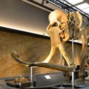 Squelette de mammouth laineux vieux de 31000 ans