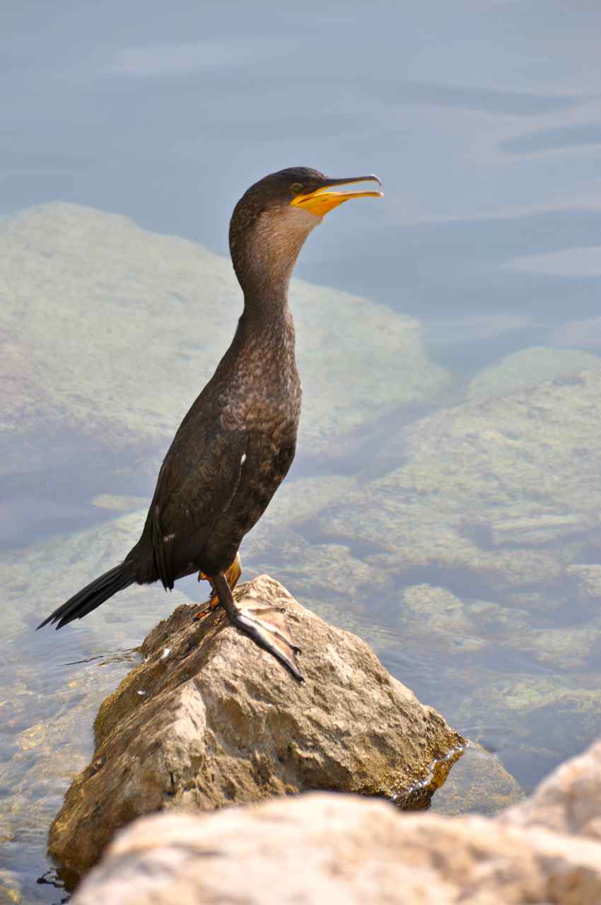 Un cormoran se repose