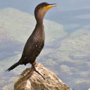Un cormoran se repose