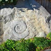 Un fossile incrusté dans la pierre calcaire