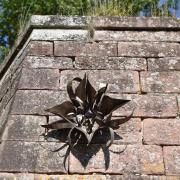 Une fleur pousse dans les remparts