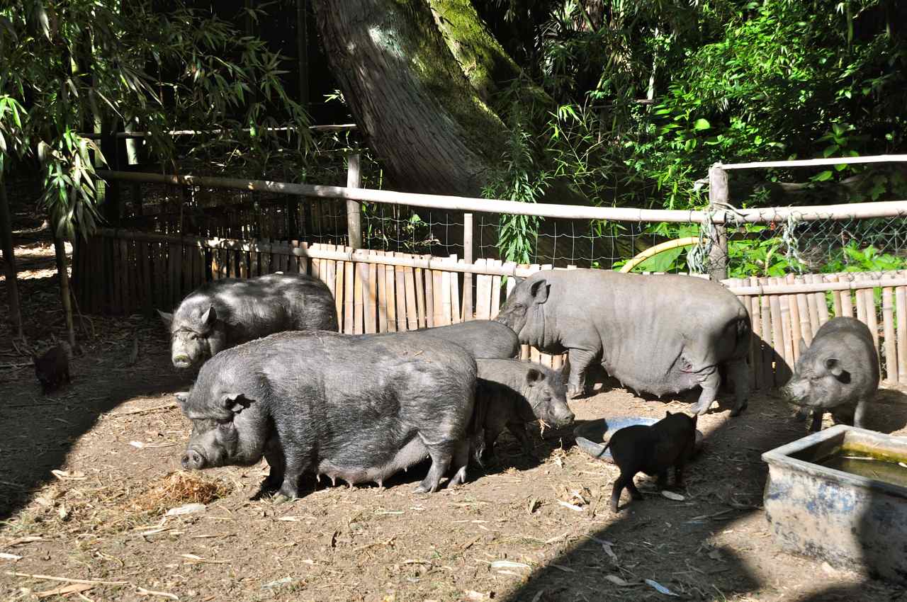 Une grande famille de cochons nains noirs